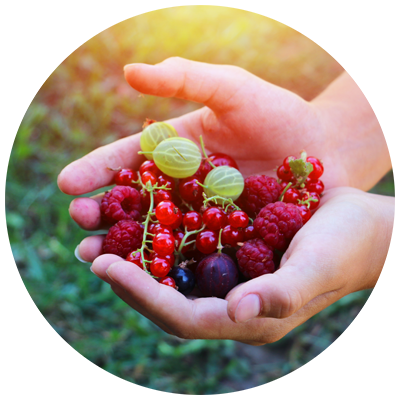 handje fruit